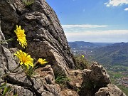 Monte Barro ad anello ‘fiorito’ da Galbiate-17apr23 - FOTOGALLERY